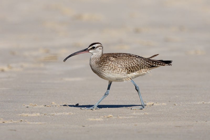 Martial Arts Practice